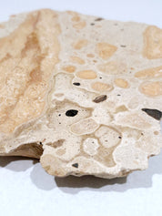 OCHRE #1