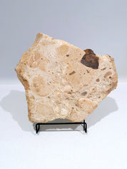 OCHRE #3