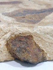 OCHRE #3