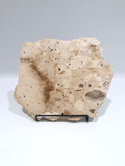 MOTTLE Tray  #6