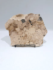 MOTTLE Tray  #6