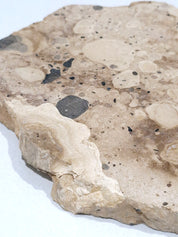 MOTTLE Tray  #6