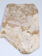 Creme Tray (straight back) #1