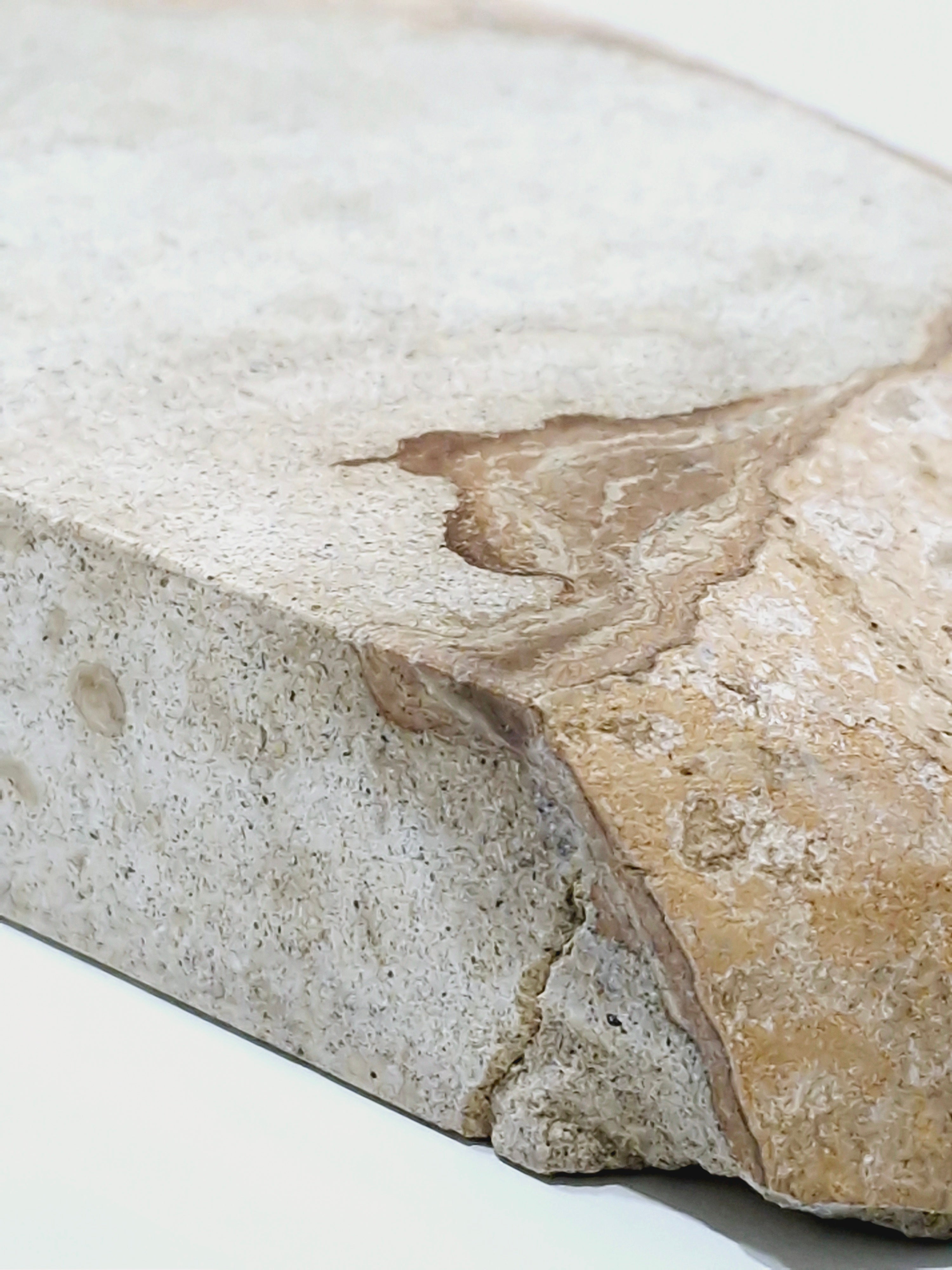 Creme Tray (straight back) #2